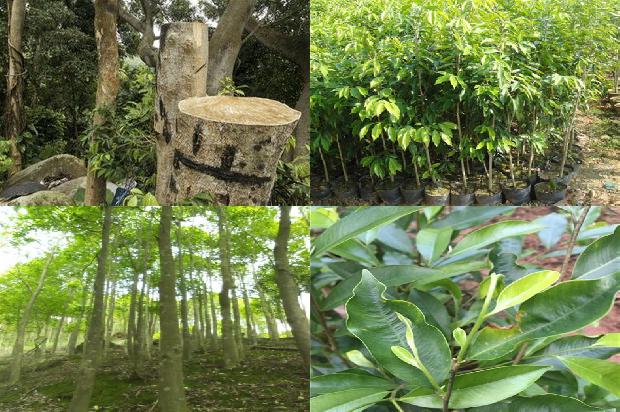 越南芽庄沉香的价格是多少1691367321144 越南芽庄沉香的价格是多少1691367321144