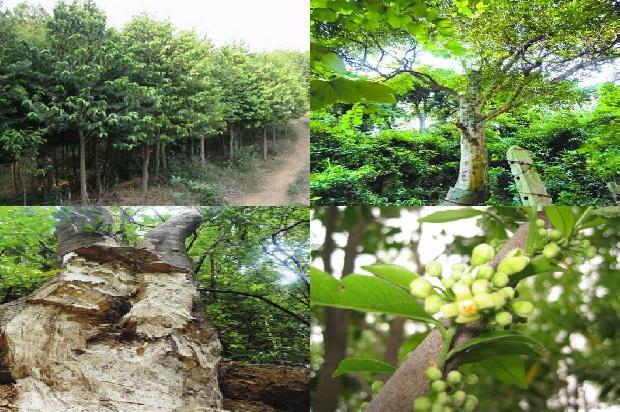沉香树木20条介绍,一定要看!1665765627144 沉香树木20条介绍,一定要看!1665765627144