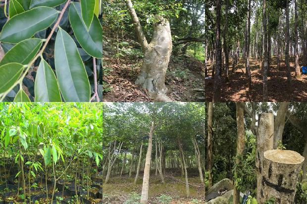 沉香树哪个品种最好的24条小知识1665765638391 沉香树哪个品种最好的24条小知识1665765638391