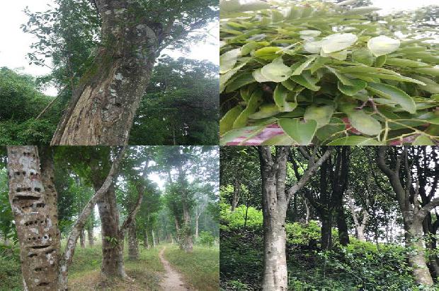 沉香树哪个品种最好的24条小知识1665765638397 沉香树哪个品种最好的24条小知识1665765638397