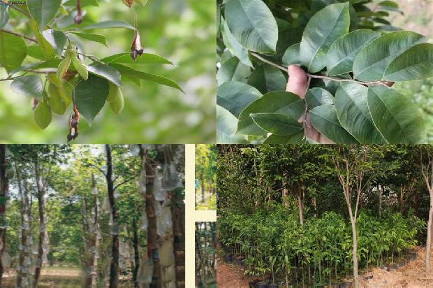 现在种植沉香树前景如何1694304587296 现在种植沉香树前景如何1694304587296