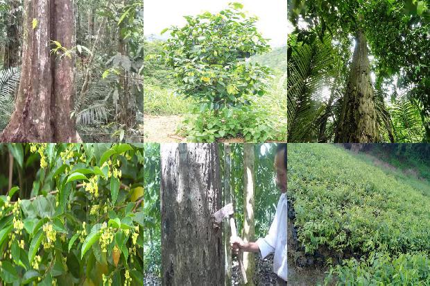 北方种植沉香树1696118930674 北方种植沉香树1696118930674