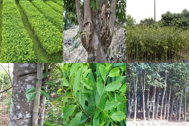 奇楠沉香树北方种植可以吗33条介绍，一定要看！