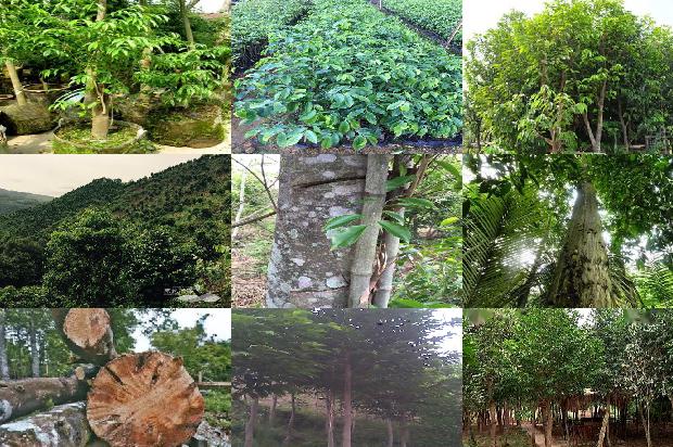 奇楠沉香树北方种植可以吗33条介绍，一定要看！1665850883974