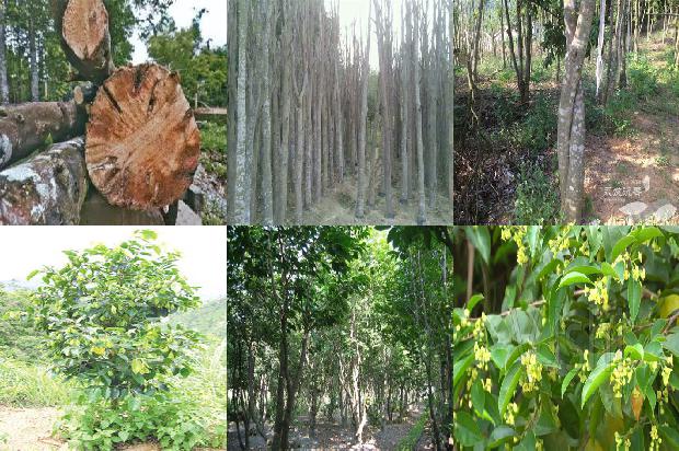山西能种沉香树吗26条介绍,你知道么?1665850894162 山西能种沉香树吗26条介绍,你知道么?1665850894162