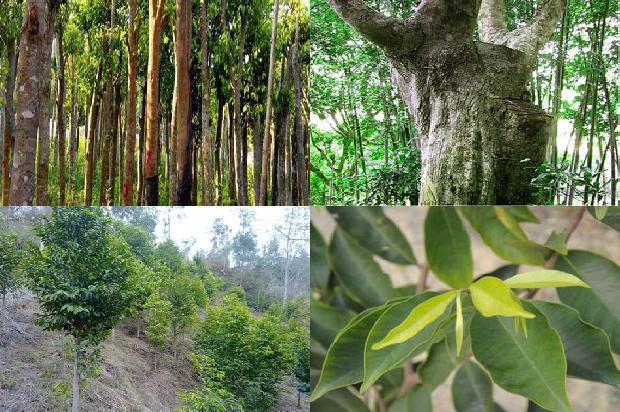 山西能种沉香树吗26条介绍,你知道么?1665850894168 山西能种沉香树吗26条介绍,你知道么?1665850894168