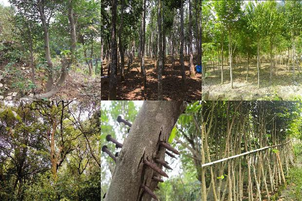 山西能种沉香树吗26条介绍,你知道么?1665850894180 山西能种沉香树吗26条介绍,你知道么?1665850894180