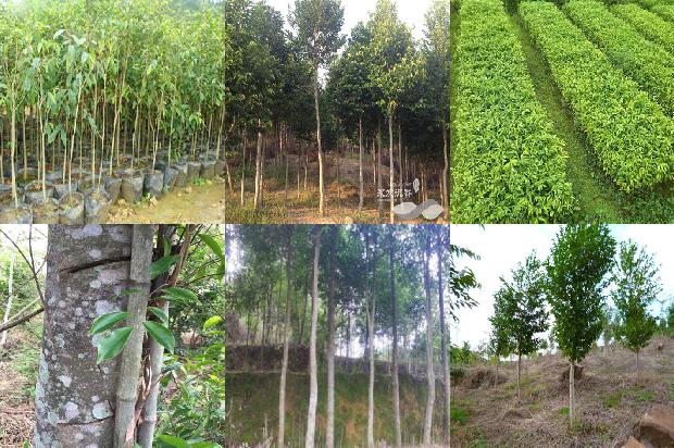 沉香树苗的价28条介绍,来看看有哪些1665850936185 沉香树苗的价28条介绍,来看看有哪些1665850936185