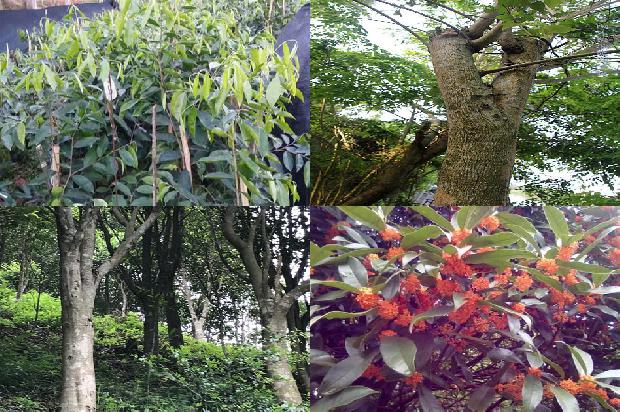 沉香树苗的价28条介绍,来看看有哪些1665850936191 沉香树苗的价28条介绍,来看看有哪些1665850936191