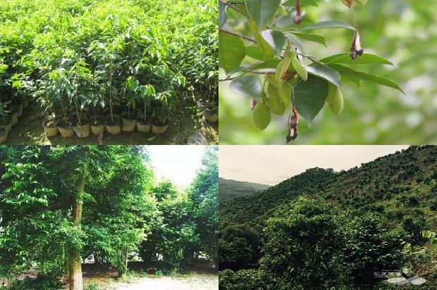 沉香树苗的价28条介绍,来看看有哪些1665850936197 沉香树苗的价28条介绍,来看看有哪些1665850936197
