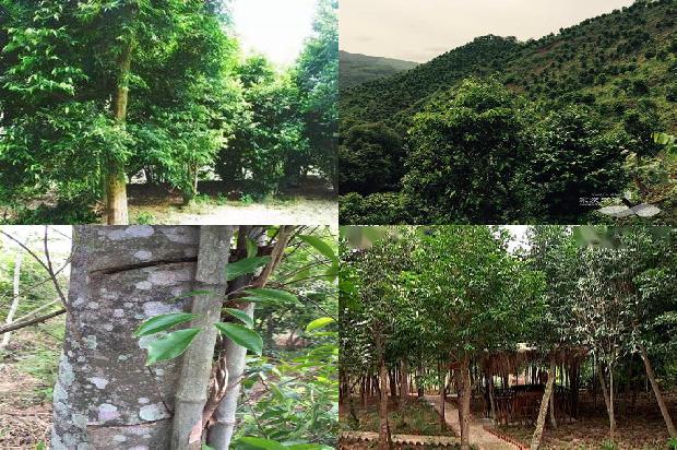 请问一下哪里有沉香树苗卖33条介绍，你知道么？