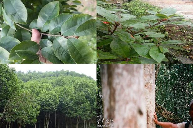请问一下哪里有沉香树苗卖33条介绍,你知道么?1665850947120 请问一下哪里有沉香树苗卖33条介绍,你知道么?1665850947120
