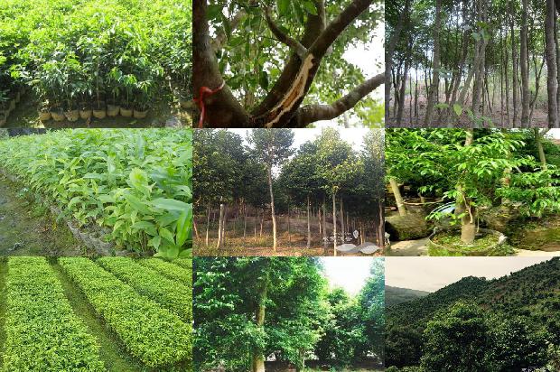 奇楠沉香树的价值34条介绍,来看看有哪些1665937216275 奇楠沉香树的价值34条介绍,来看看有哪些1665937216275