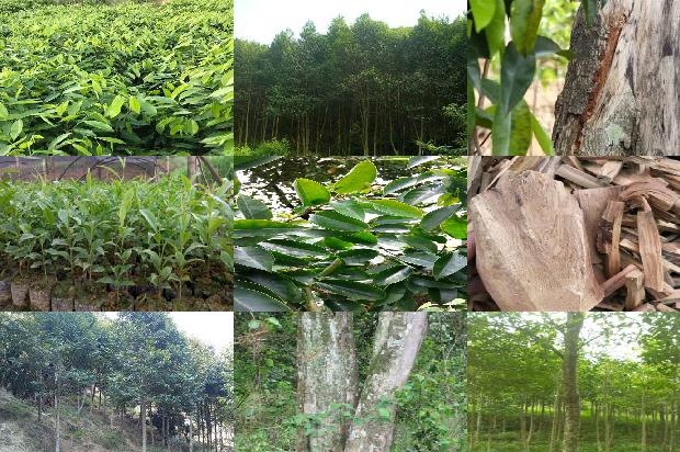 那地方有沉香苗卖1698019771066 那地方有沉香苗卖1698019771066