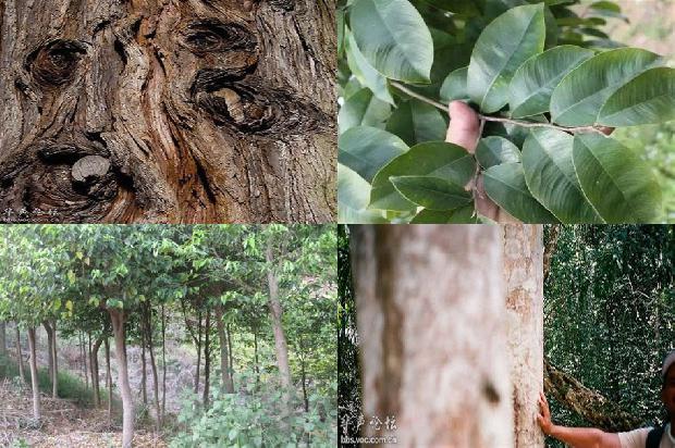 沉香树结果吗36条介绍,你知道么?1666023583230 沉香树结果吗36条介绍,你知道么?1666023583230
