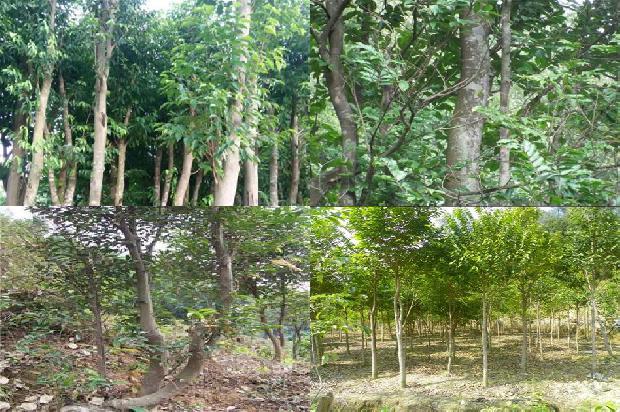 沉香树结果吗36条介绍,你知道么?1666023583236 沉香树结果吗36条介绍,你知道么?1666023583236