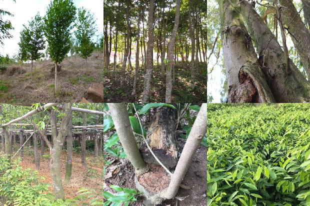沉香树结果吗36条介绍,你知道么?1666023583242 沉香树结果吗36条介绍,你知道么?1666023583242