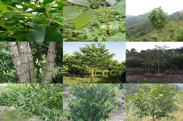 那种沉香树最好34条介绍，一定要看！