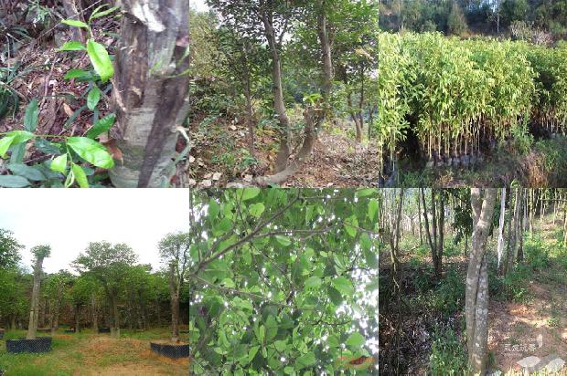北方可以种植奇楠沉香树吗-必看26条小知识