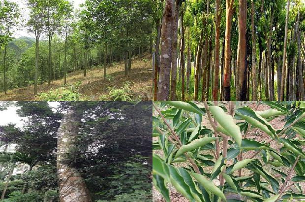 北方可以种植奇楠沉香树吗-必看26条小知识1666023612890 北方可以种植奇楠沉香树吗-必看26条小知识1666023612890