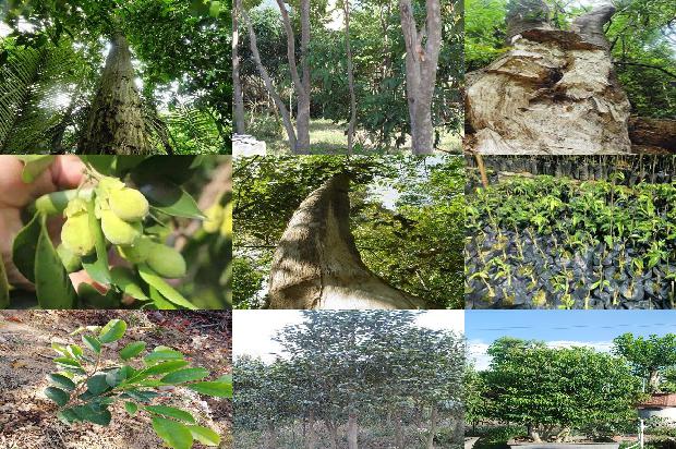 北方可以种植奇楠沉香树吗-必看26条小知识1666023612896 北方可以种植奇楠沉香树吗-必看26条小知识1666023612896