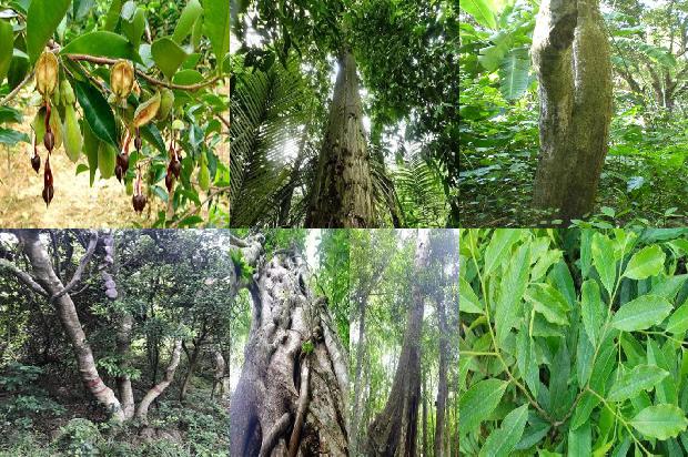 北方可以种植奇楠沉香树吗-必看26条小知识1666023612902 北方可以种植奇楠沉香树吗-必看26条小知识1666023612902