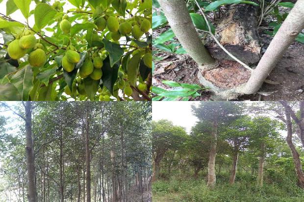 沉香树可以在北方种植30条介绍,来看看有哪些1666023619666 沉香树可以在北方种植30条介绍,来看看有哪些1666023619666