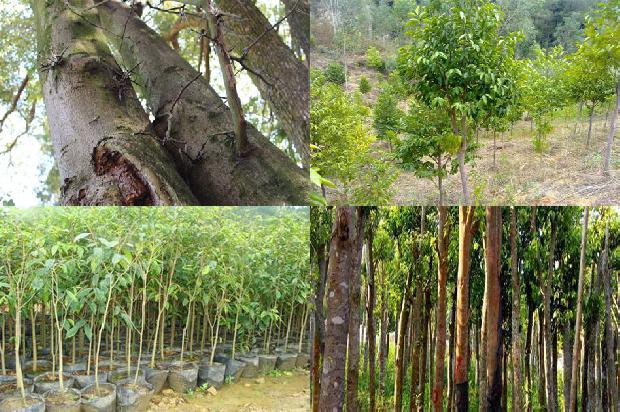 沉香树可以在北方种植30条介绍,来看看有哪些1666023619672 沉香树可以在北方种植30条介绍,来看看有哪些1666023619672