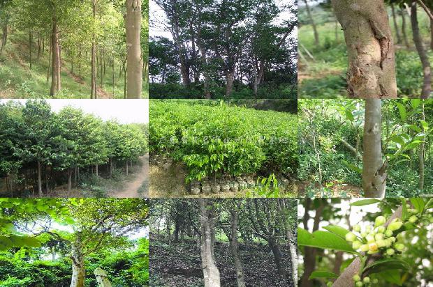 沉香树可以在北方种植30条介绍,来看看有哪些1666023619678 沉香树可以在北方种植30条介绍,来看看有哪些1666023619678