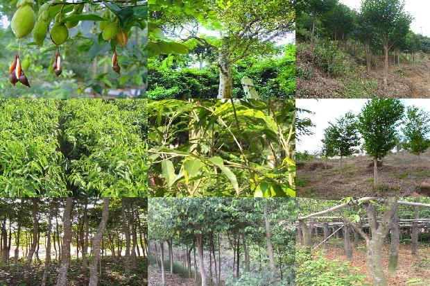 广东能种沉香树28条介绍，你知道么？