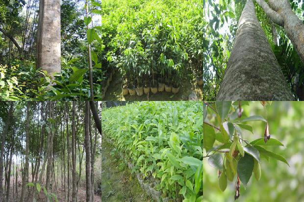 药沉香的价格1692662996999 药沉香的价格1692662996999