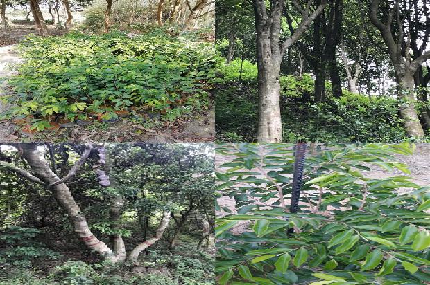 奇楠沉香树有种子吗的33条小知识1666023640872 奇楠沉香树有种子吗的33条小知识1666023640872