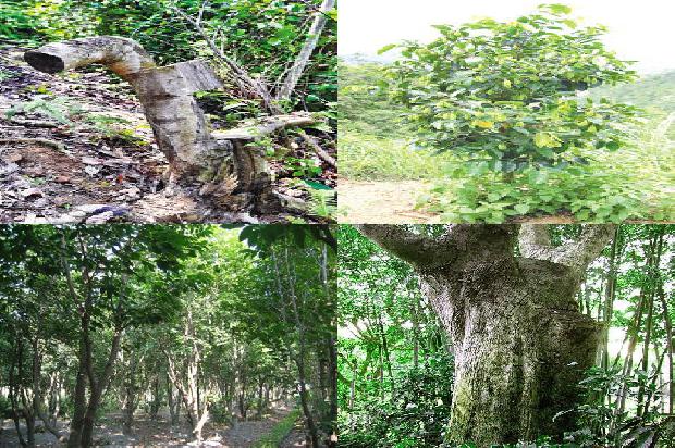奇楠沉香树品种大全37条介绍，你知道么？1666110079963