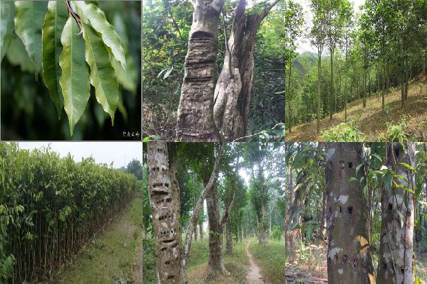 奇楠沉香树品种大全37条介绍，你知道么？1666110079987