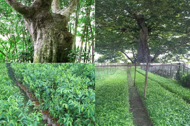 沉香树栽培管理的29条小知识1666110097661