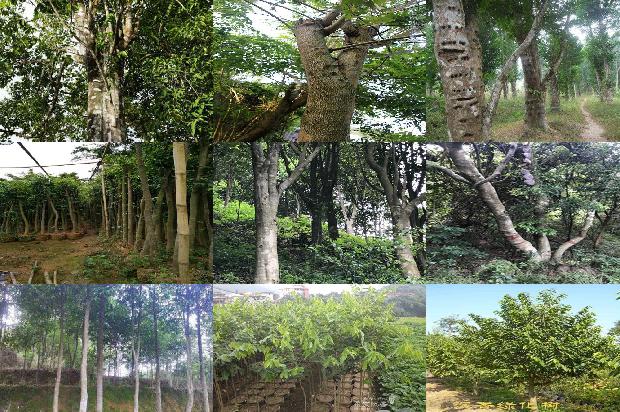 沉香树结香技术29条介绍，你知道么？