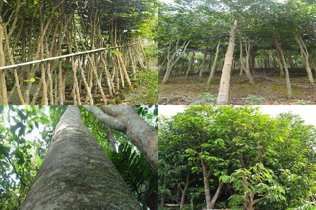 家里能种沉香树吗21条介绍1666196488011 家里能种沉香树吗21条介绍1666196488011