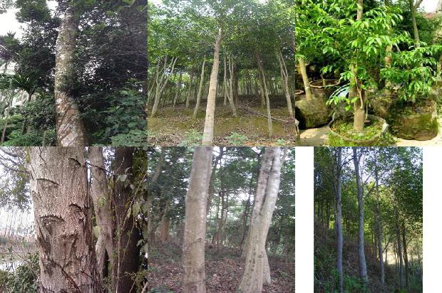浙江哪些地方可以种沉香树25条介绍，你知道么？