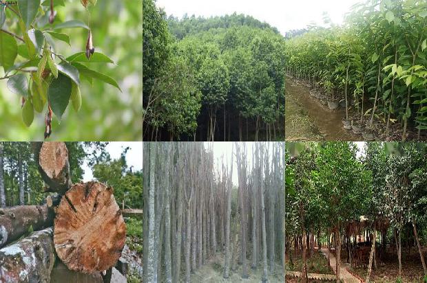 奇楠沉香树苗适应哪些地区栽种23条介绍，一定要看！