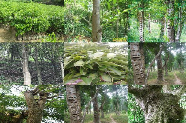19年沉香树26条介绍，你知道么？1666196554520