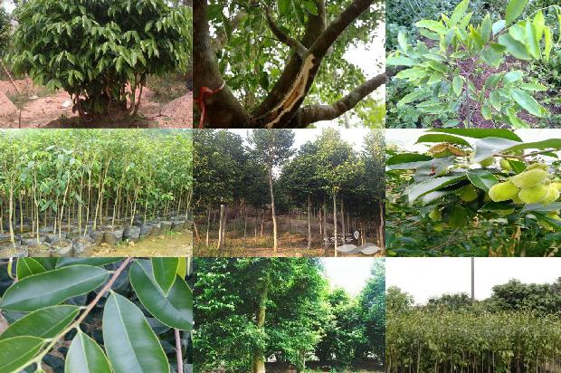 沉香树茶22条介绍，来看看有哪些1666282902898