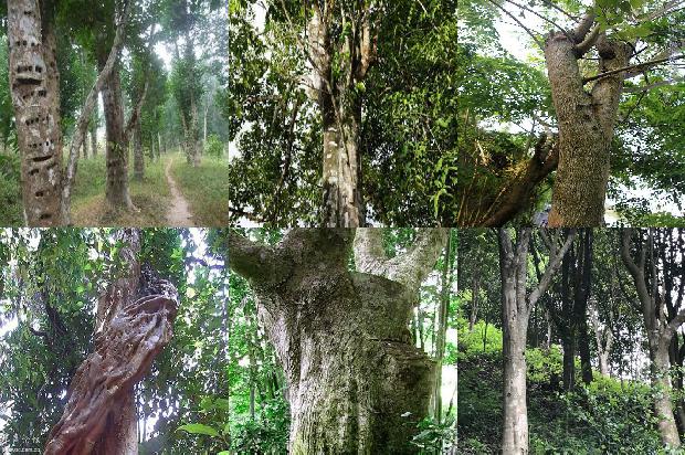 沉香树茶22条介绍，来看看有哪些1666282902904