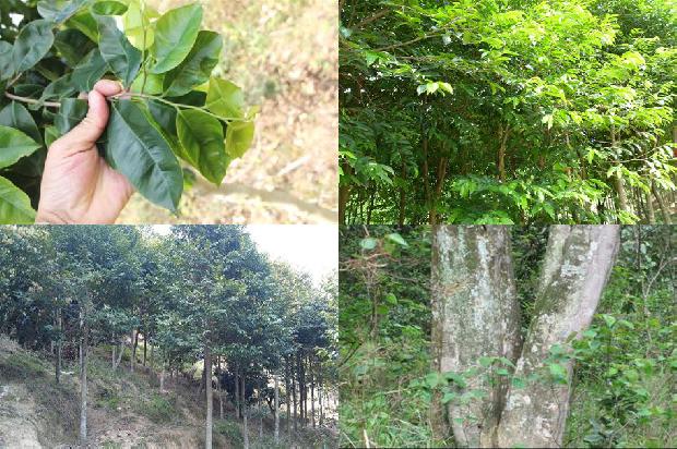 沉香树茶22条介绍，来看看有哪些1666282902916