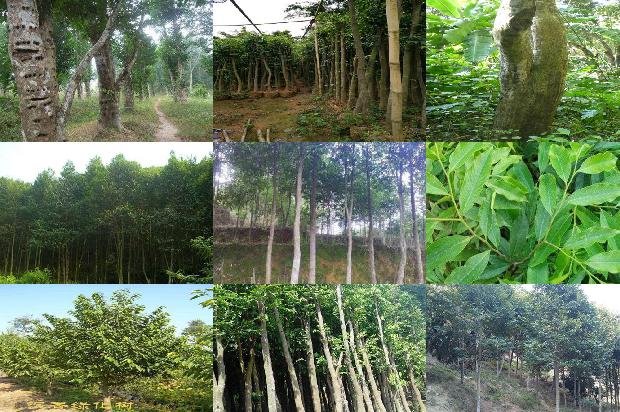 沉香树茶22条介绍，来看看有哪些1666282902929