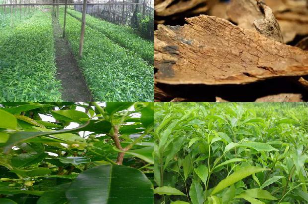 沉香树苗那里有售27条介绍，来看看有哪些1666282914090