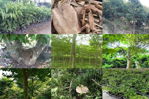 5年沉香树整棵价格20条介绍，你知道么？1666282929869
