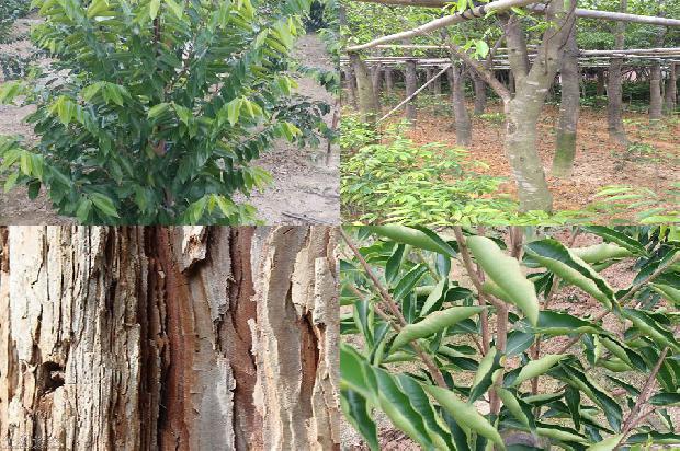 檀香 沉香树30条介绍1666282936660