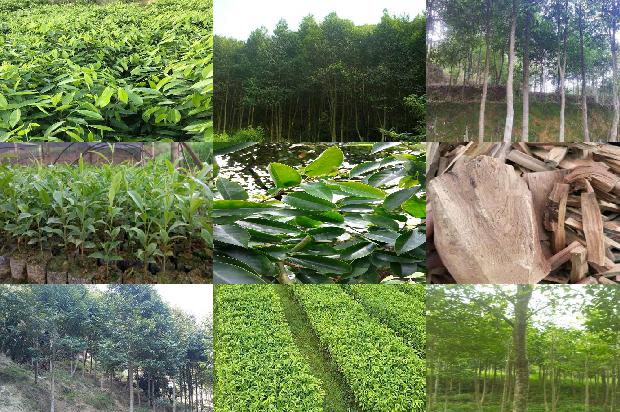 沉香树苗几钱20条介绍，来看看有哪些