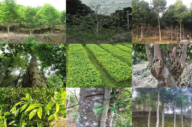 陕西能种植沉香树吗24条介绍，来看看有哪些1666369225930