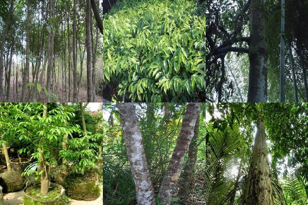 陕西能种植沉香树吗24条介绍，来看看有哪些1666369225942